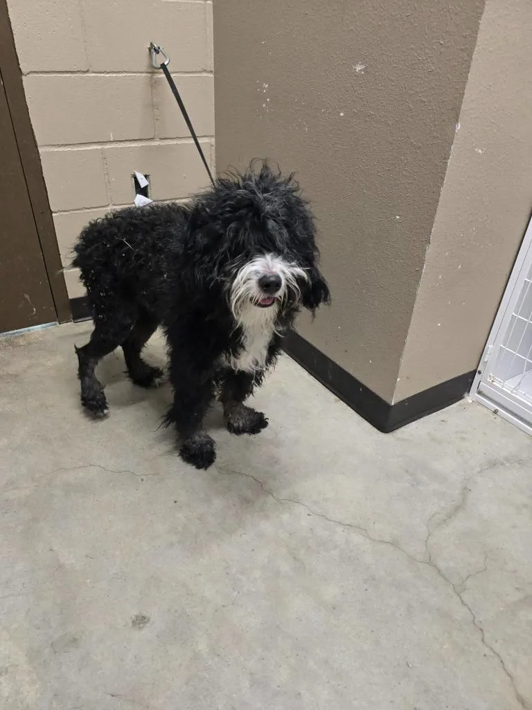 An adult large-sized male Poodle dog named Mickey for adoption in Huntsville, TX