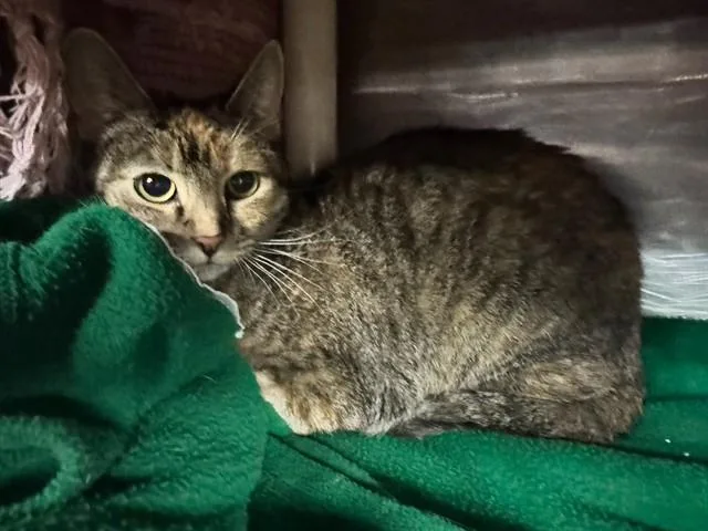 A young small-sized female Domestic Short Hair cat named Tatiana for adoption in Boston, MA