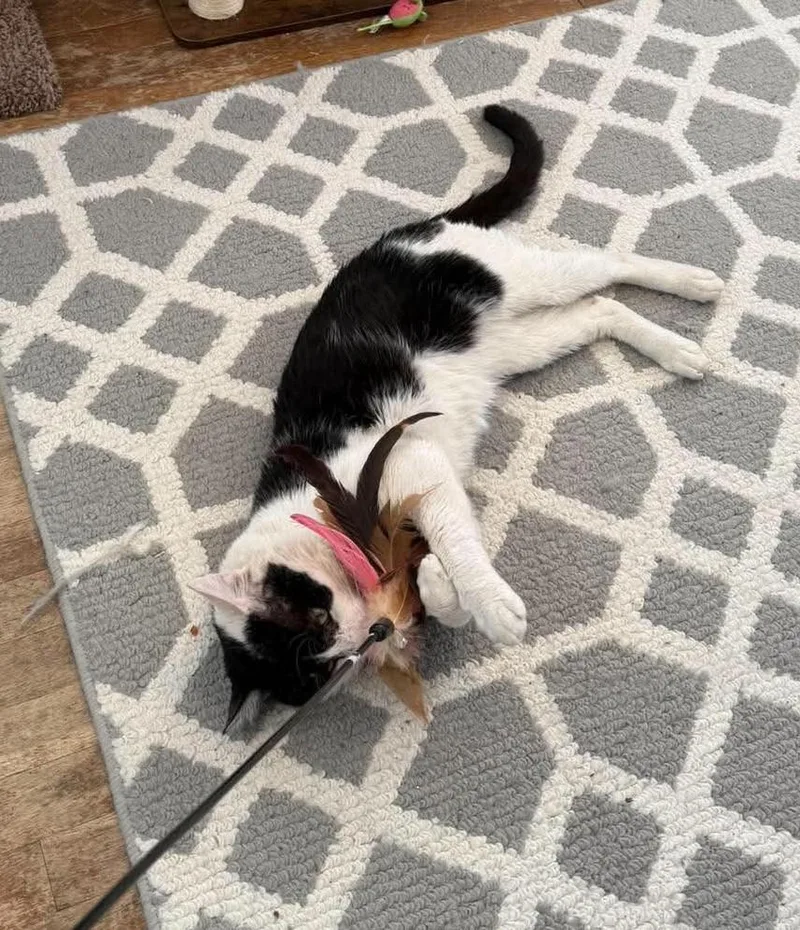An adult large-sized male Black & White / Tuxedo Domestic Short Hair cat named Archie for adoption in Roslindale, MA