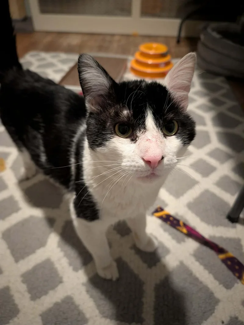 Archie thumbnail 3