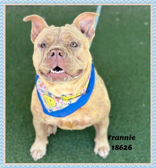 Frannie thumbnail 2