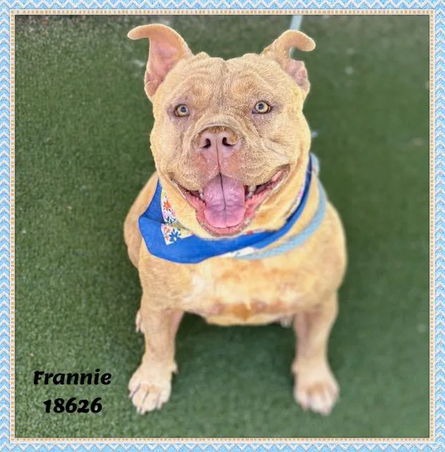 Frannie thumbnail 3