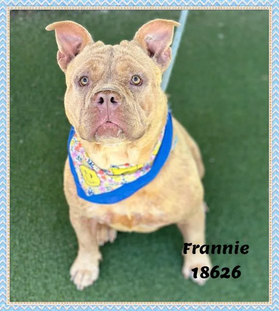 Frannie thumbnail 4