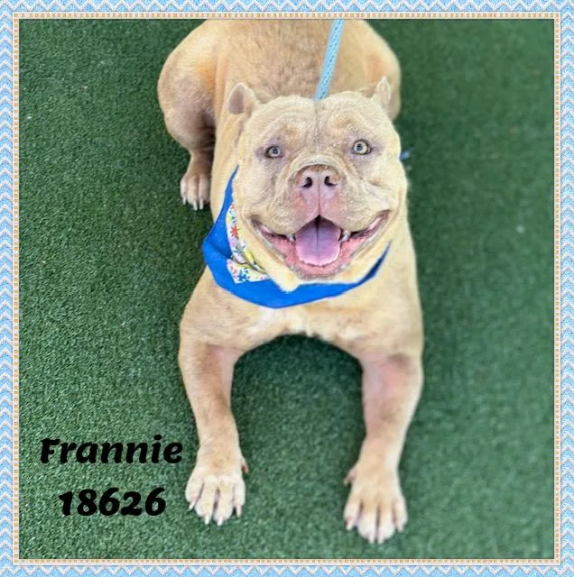 Frannie thumbnail 6