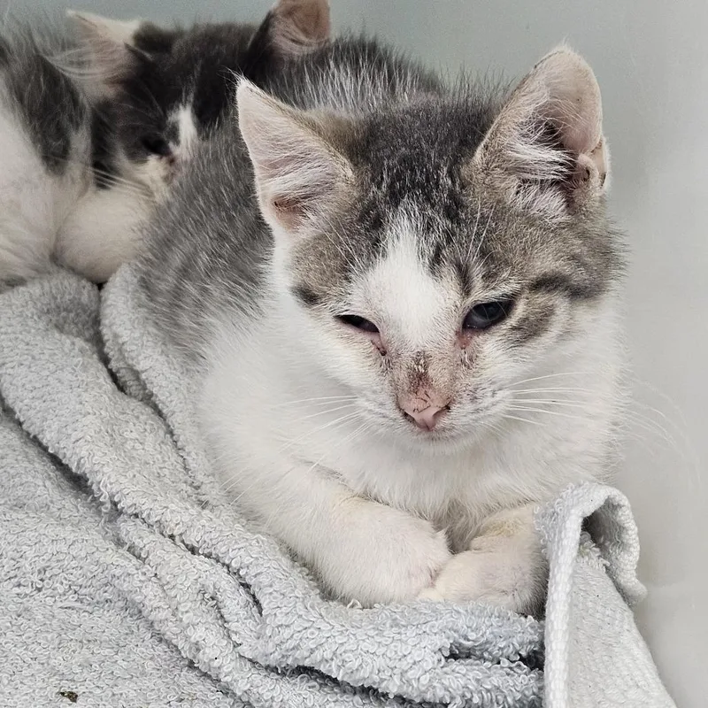 A baby small-sized male Gray / Blue / Silver Domestic Short Hair cat named Roto for adoption in Ridgely, MD