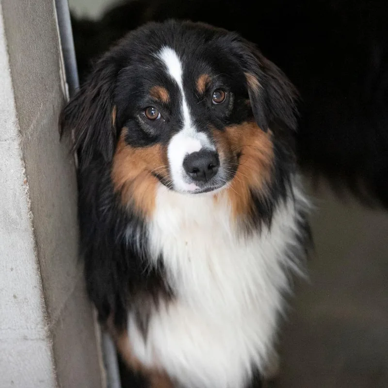 A young medium-sized male Black Australian Shepherd dog named Oreo for adoption in Peyton, CO