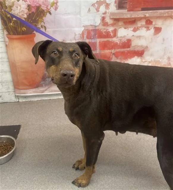 A young large-sized female Doberman Pinscher dog named Zoe for adoption in San Bernardino, CA