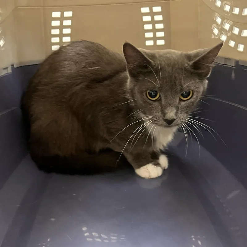 A young small-sized female Gray / Blue / Silver Domestic Short Hair cat named Porcini for adoption in Saint Louis, MO