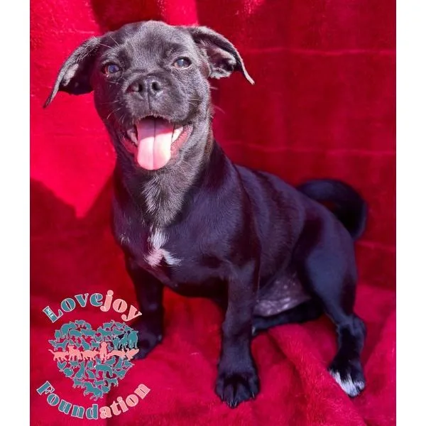 A baby small-sized male Black Chug dog named Sleepy for adoption in Inglewood, CA