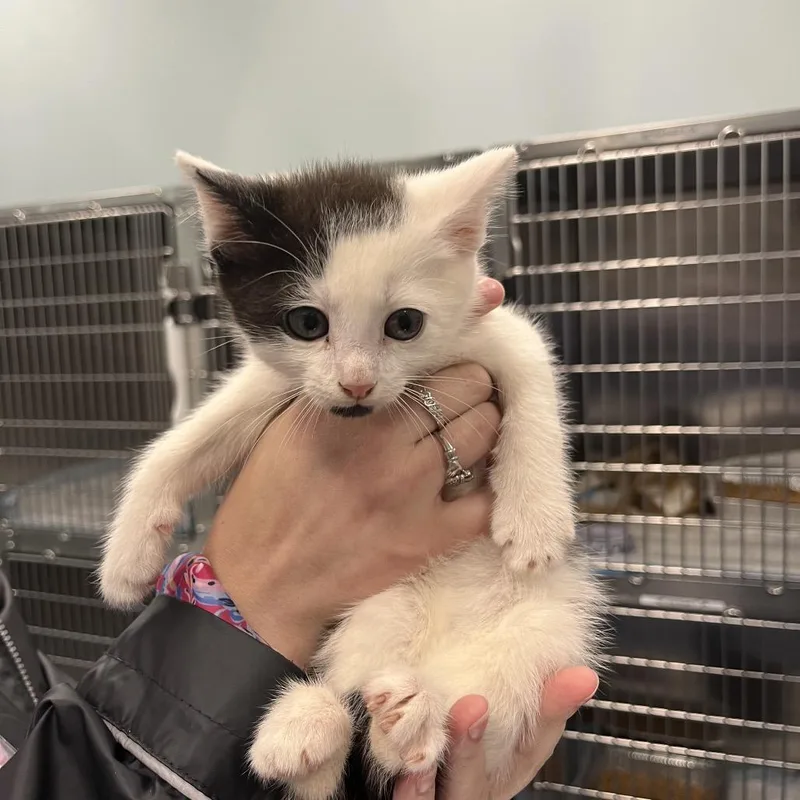 A baby small-sized male White Domestic Short Hair cat named Scar for adoption in Greensboro, NC