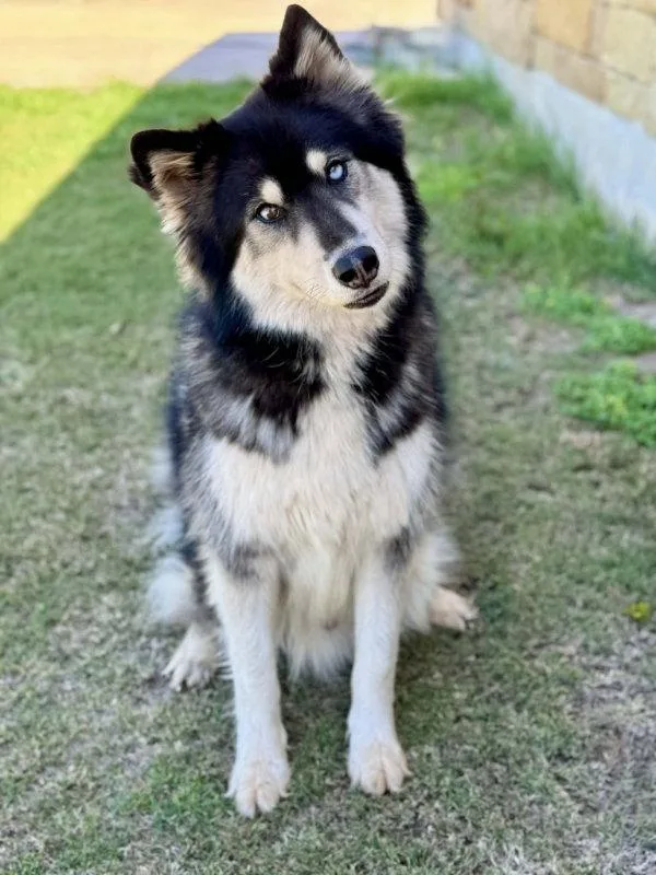An adult large-sized male Husky dog named Gunner for adoption in Helotes, TX