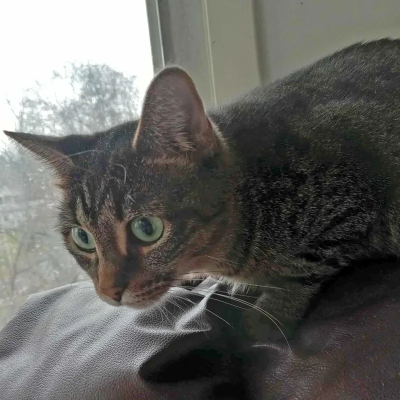 Minerva "mini" thumbnail 2