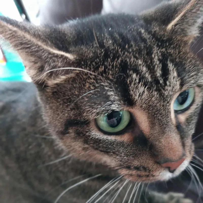 Minerva "mini" thumbnail 3