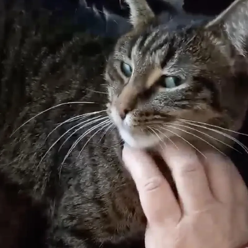 Minerva "mini" thumbnail 4