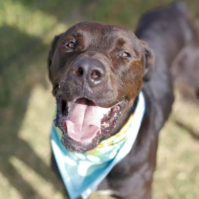 A young large-sized male Mastiff dog named Gordon for adoption in San Antonio, TX