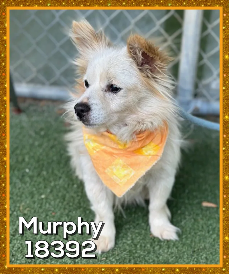Murphy thumbnail 2