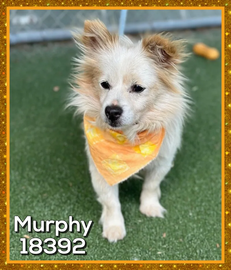 Murphy thumbnail 3