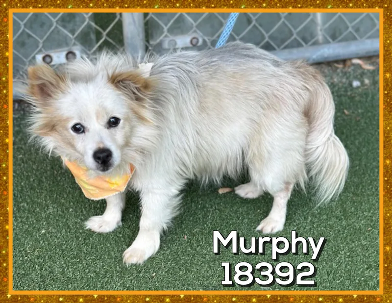 Murphy thumbnail 4