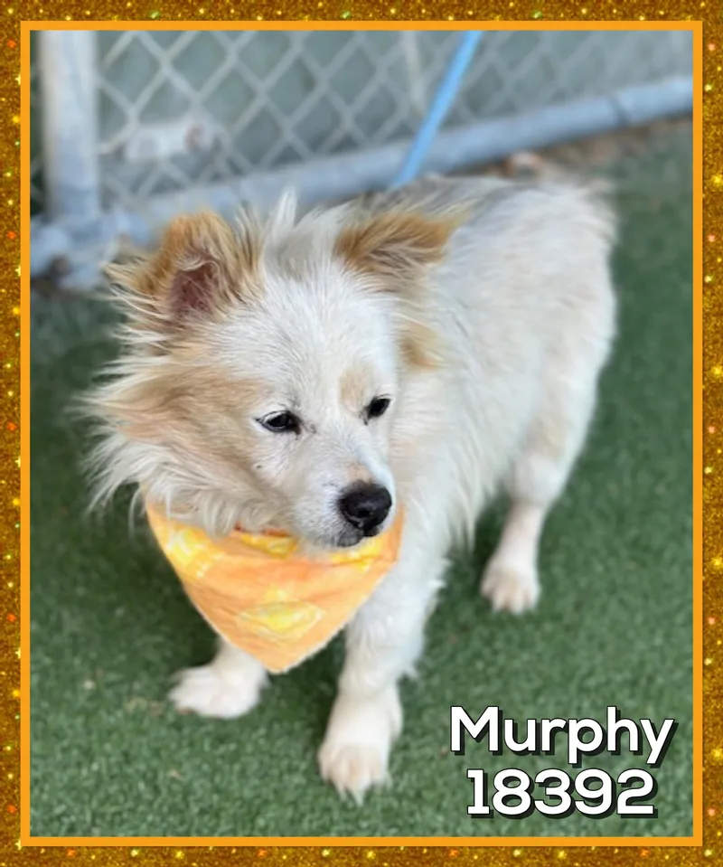 Murphy thumbnail 5