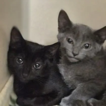 A baby medium-sized male Domestic Short Hair cat named April for adoption in Sacramento, CA