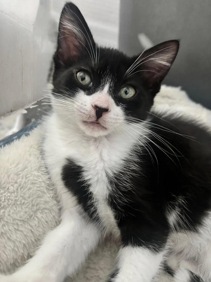 A baby medium-sized female Tuxedo cat named Swift for adoption in Fort Myers, FL