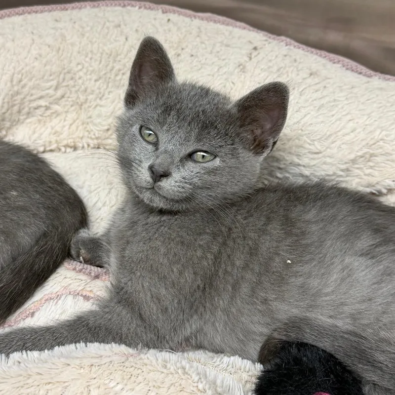 A baby small-sized female Gray / Blue / Silver Domestic Short Hair cat named Bobbity for adoption in Detroit Lakes, MN
