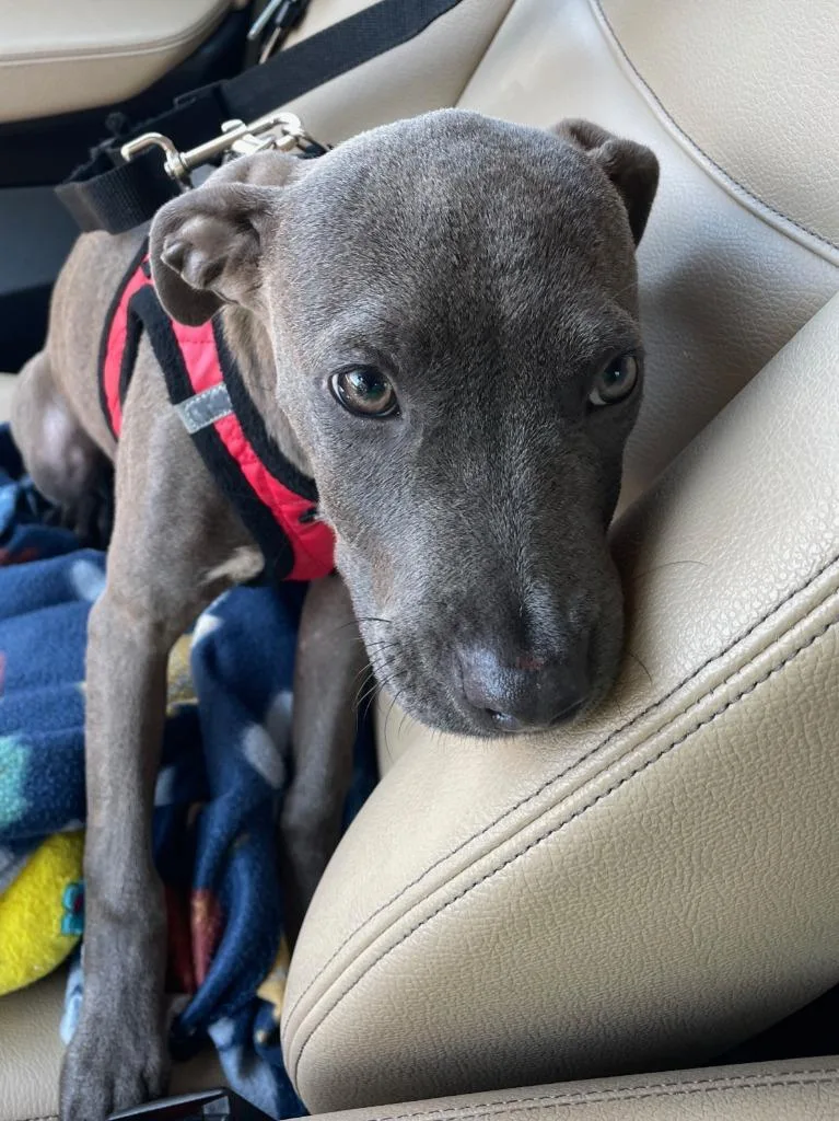 A baby medium-sized male Terrier dog named Macaroni for adoption in Fort Mill, SC
