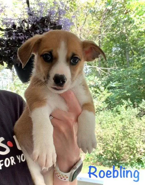 A baby small-sized male Corgi dog named Roebling for adoption in Newport, KY