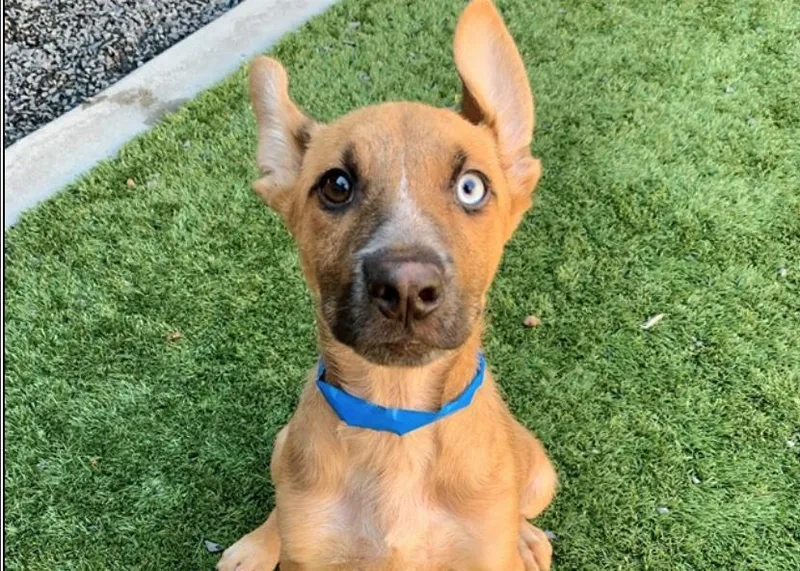A baby small-sized male Brown / Chocolate Shepherd dog named Save Me Please for adoption in San Marcos, CA