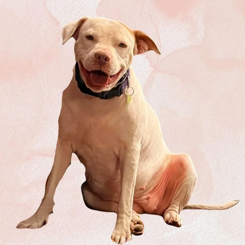 An adult medium-sized female White / Cream Pit Bull Terrier dog named Adeline Aka Addie for adoption in Phoenix, AZ