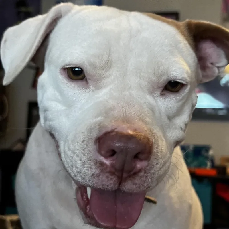 Adeline Aka Addie thumbnail 3