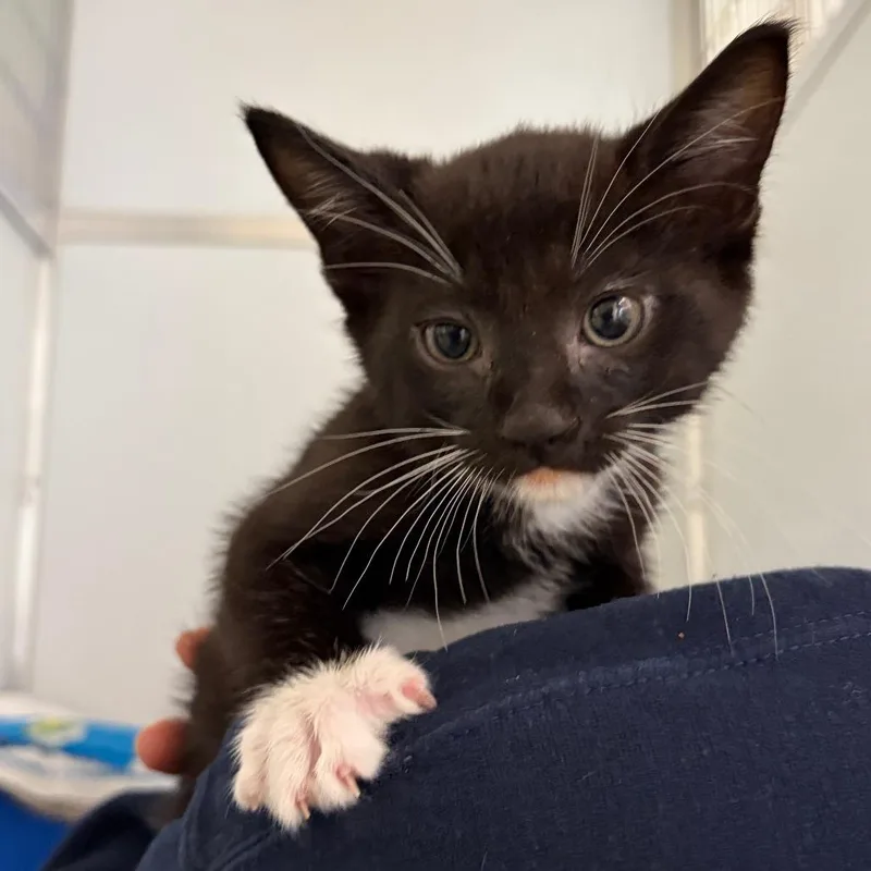 A baby small-sized male Black Domestic Short Hair cat named Wagyu for adoption in Ojai, CA