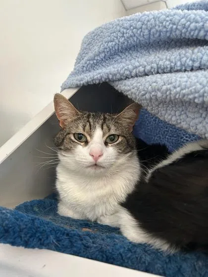 An adult small-sized male Domestic Short Hair cat named Luca for adoption in Roseville, CA