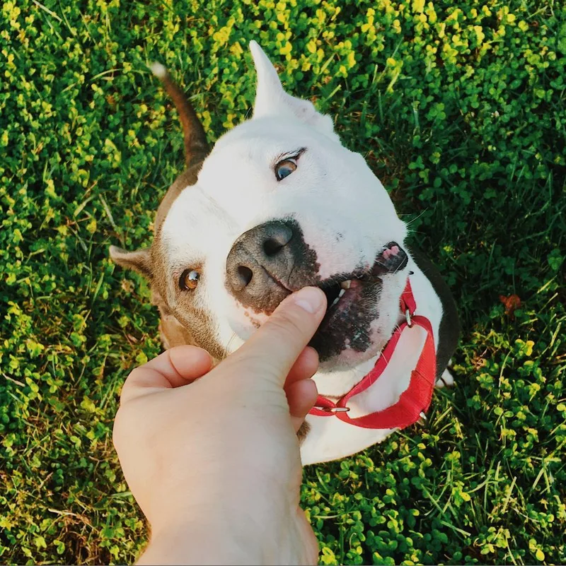 Willow thumbnail 4