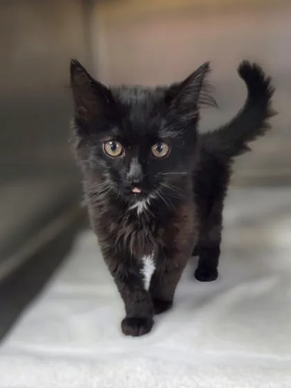 A baby small-sized female Domestic Long Hair cat named Scrabble for adoption in Westland, MI