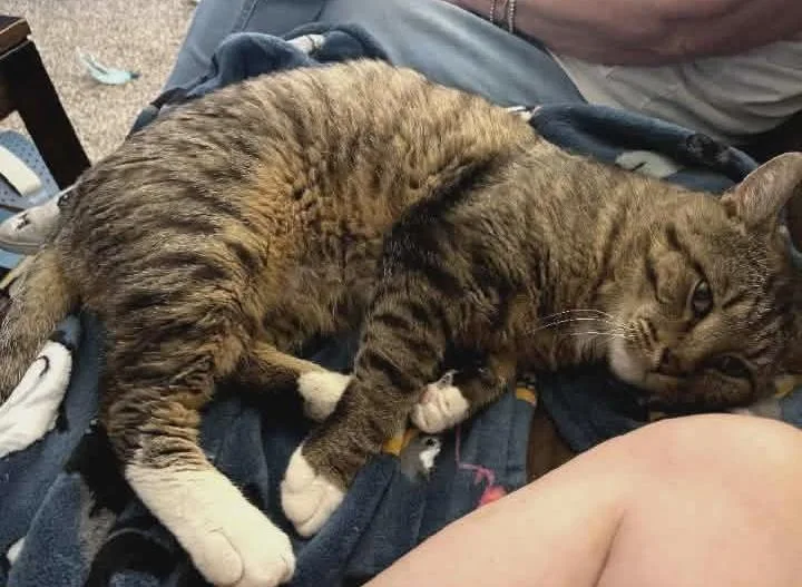 An adult medium-sized male Tabby (Brown / Chocolate) Domestic Short Hair cat named Quince for adoption in Springfield, PA