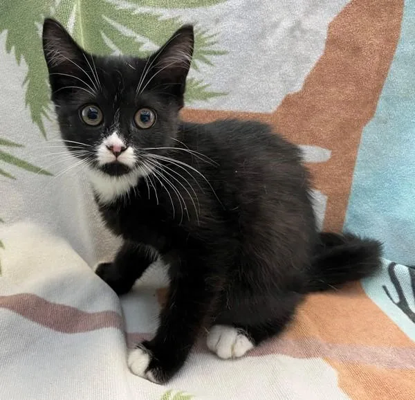 A baby small-sized female Domestic Short Hair cat named Cady for adoption in Staten Island, NY