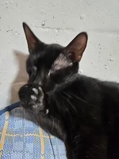 A young medium-sized female Domestic Short Hair cat named A for adoption in Saint Peters, MO