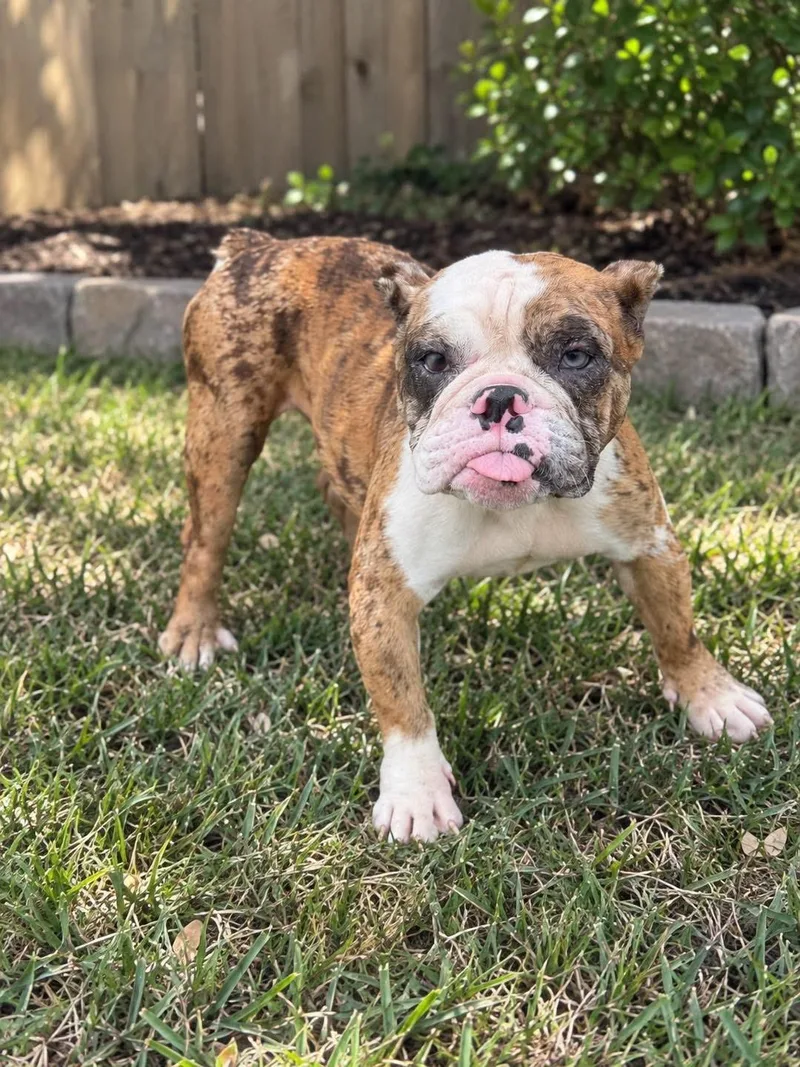 A young medium-sized female Bulldog dog named Jinx for adoption in Lutz, FL