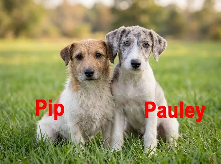 A baby small-sized male Jack Russell Terrier dog named Pauley & Pip for adoption in Crown Point, IN