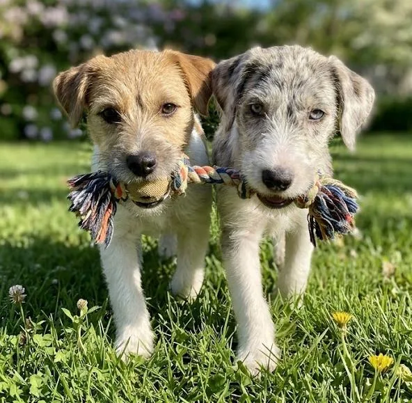 Pauley & Pip thumbnail 2