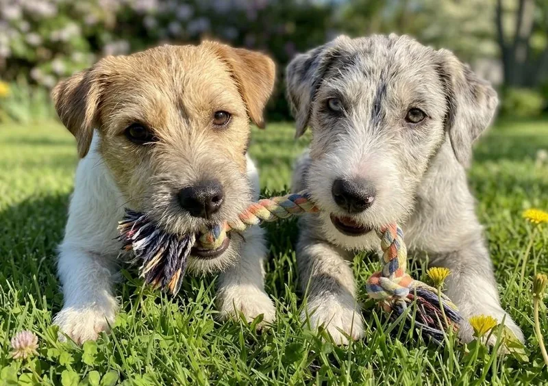 Pauley & Pip thumbnail 3