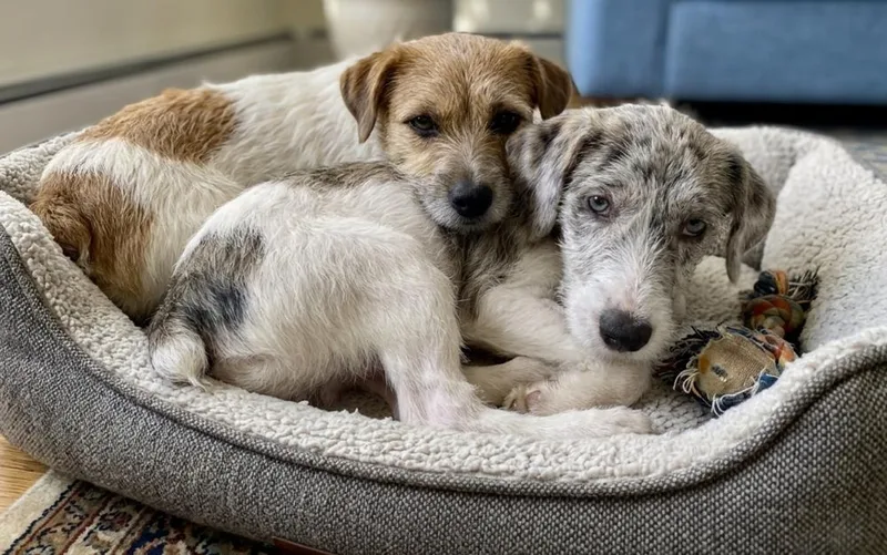Pauley & Pip thumbnail 5