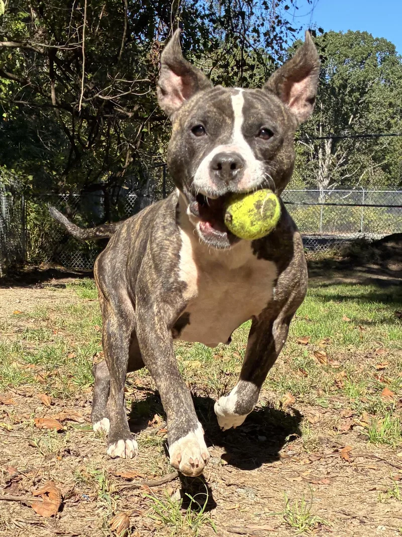 A young medium-sized female Pit Bull Terrier dog named Vivian for adoption in Heathsville, VA