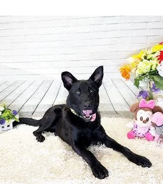 A young medium-sized female Black Labrador Retriever dog named Ross for adoption in Castro Valley, CA