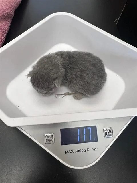 A baby small-sized female Domestic Short Hair cat named Graycie for adoption in Santa Maria, CA