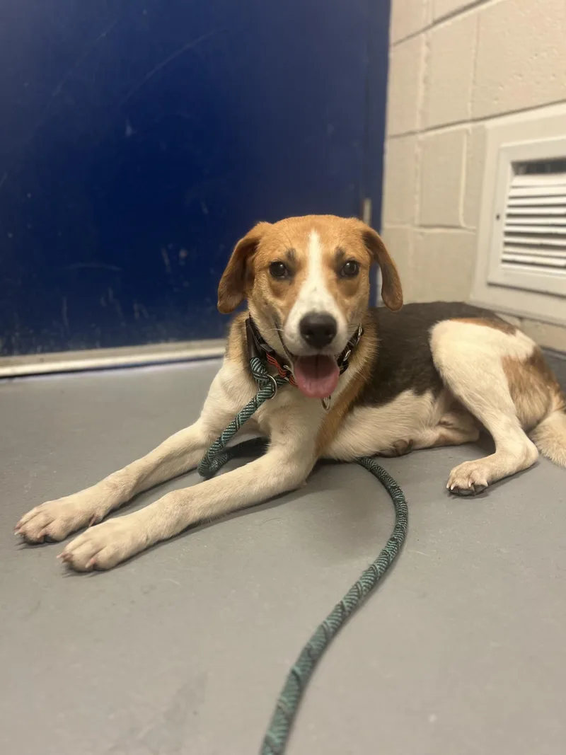 An adult medium-sized male Tricolor (Brown, Black, & White) Hound dog named Tofu for adoption in Ashland, VA