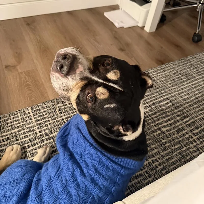 An adult medium-sized male Black Mixed Breed dog named Bambi for adoption in Newark, NJ