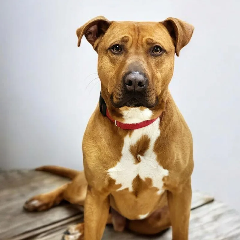 An adult medium-sized male Pit Bull Terrier dog named Louie for adoption in Zimmerman, MN