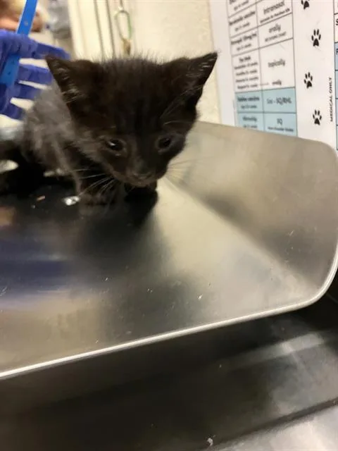 A baby small-sized male Domestic Short Hair cat named Who for adoption in Long Beach, CA